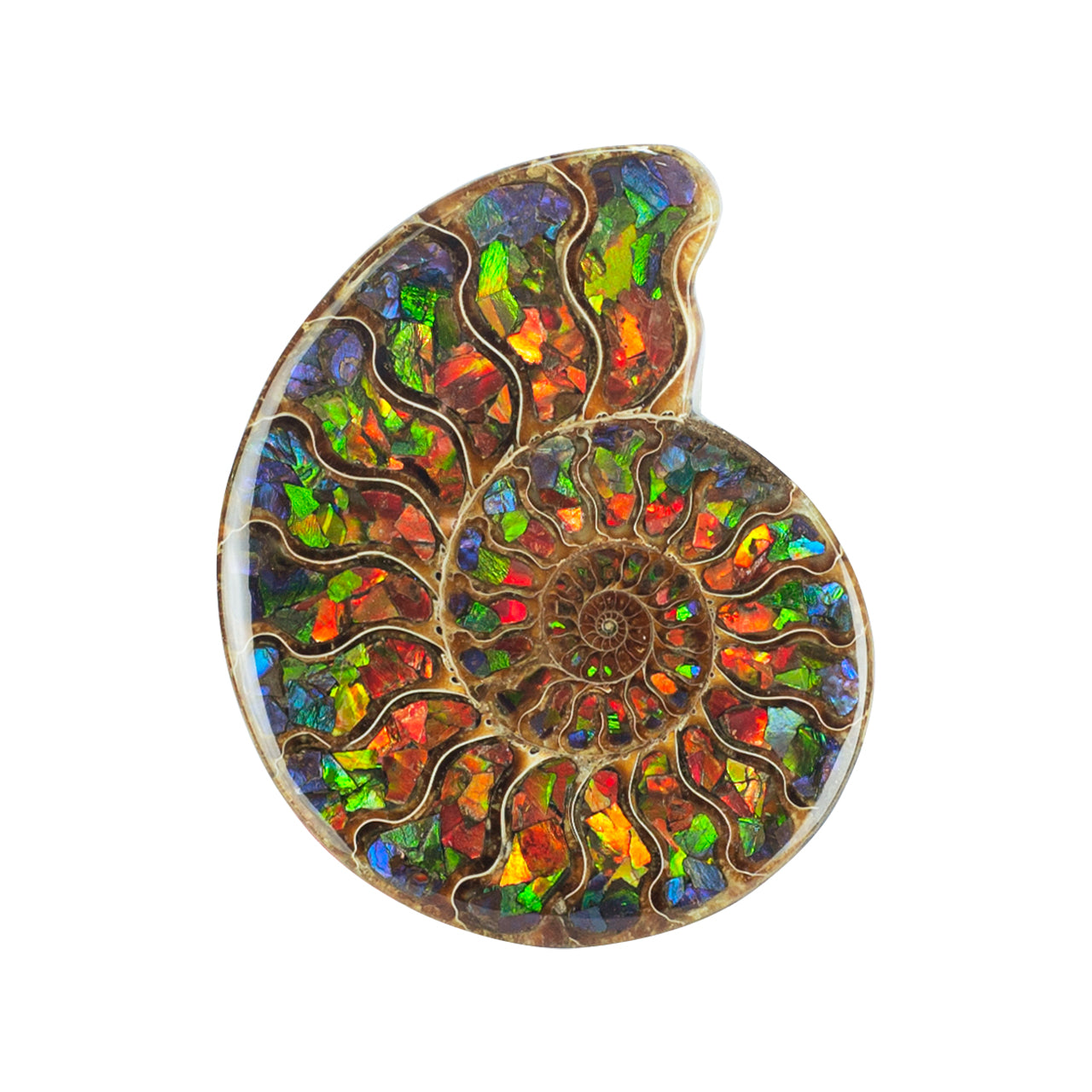Ammonite with Ammolite Inlay 12-13 cm