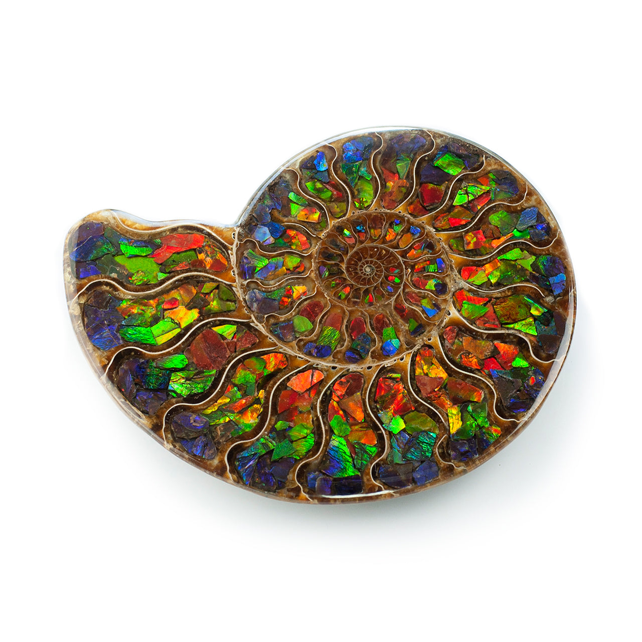 Ammonite with Ammolite Inlay 12-13 cm
