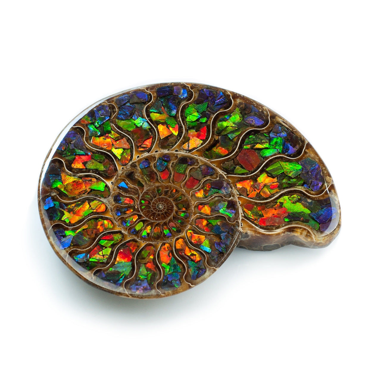 Ammonite with Ammolite Inlay 12-13 cm