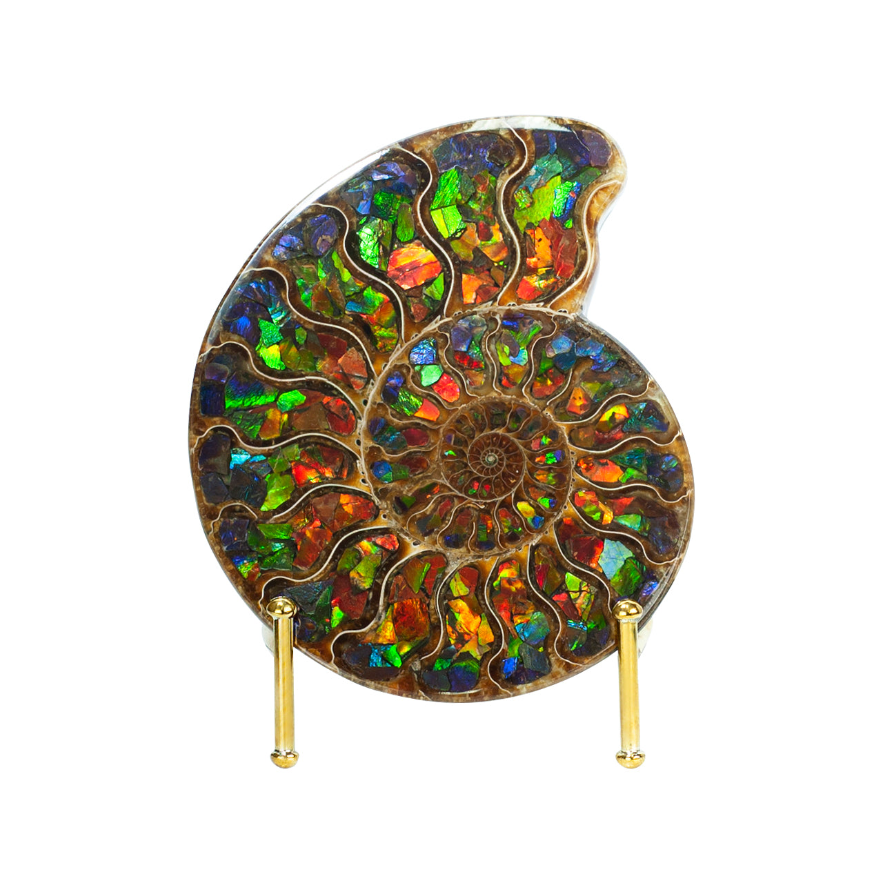 Ammonite with Ammolite Inlay 12-13 cm