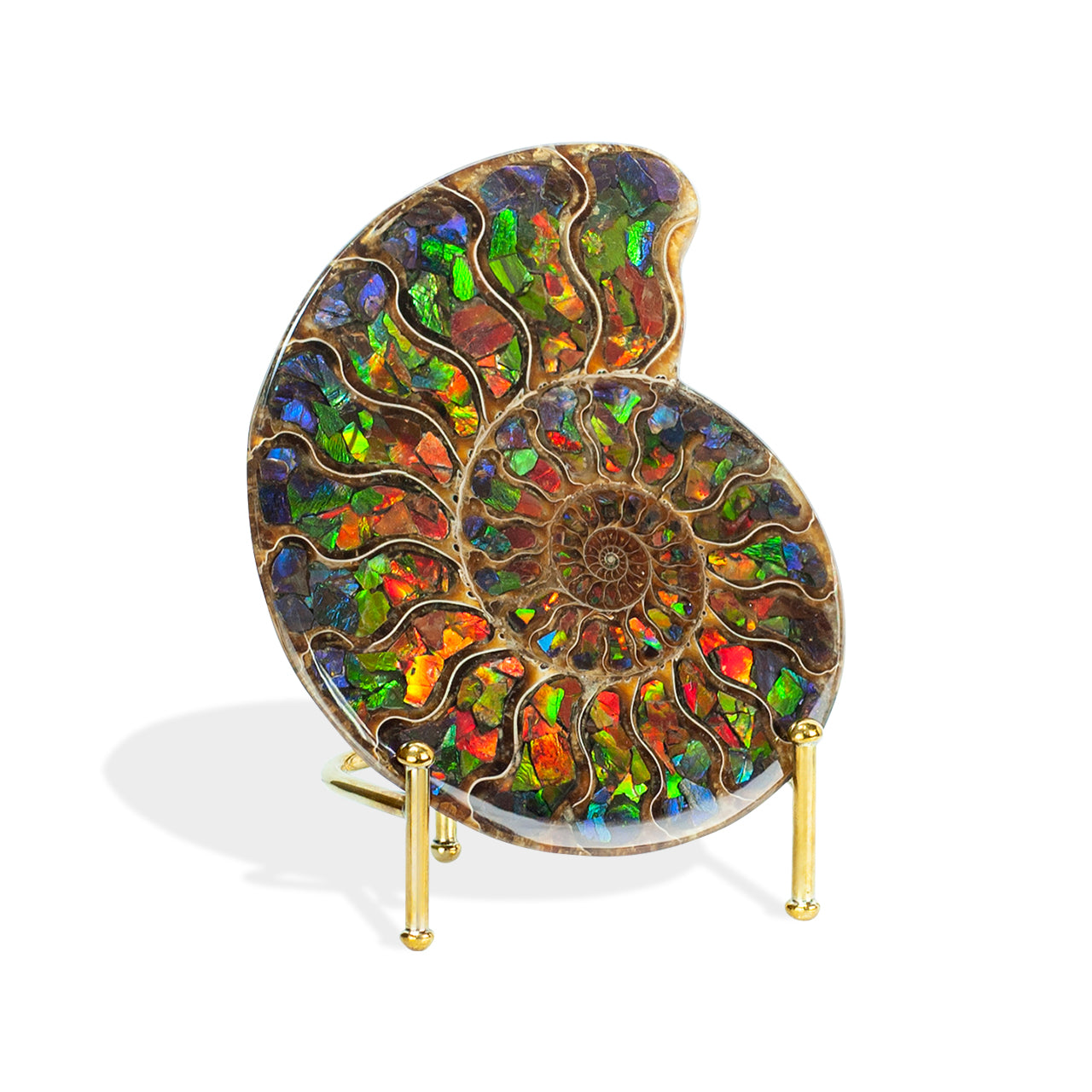 Ammonite with Ammolite Inlay 12-13 cm