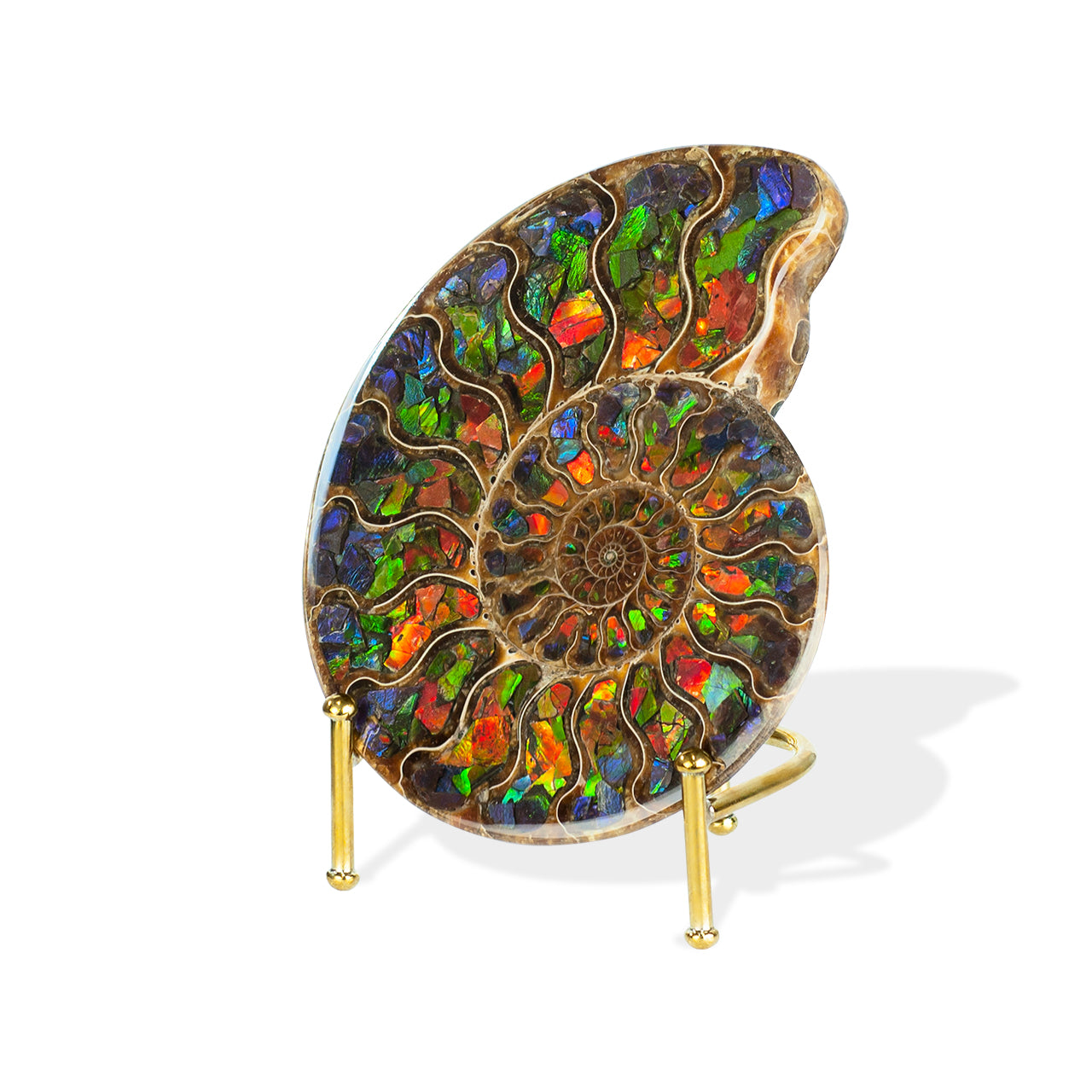 Ammonite with Ammolite Inlay 12-13 cm