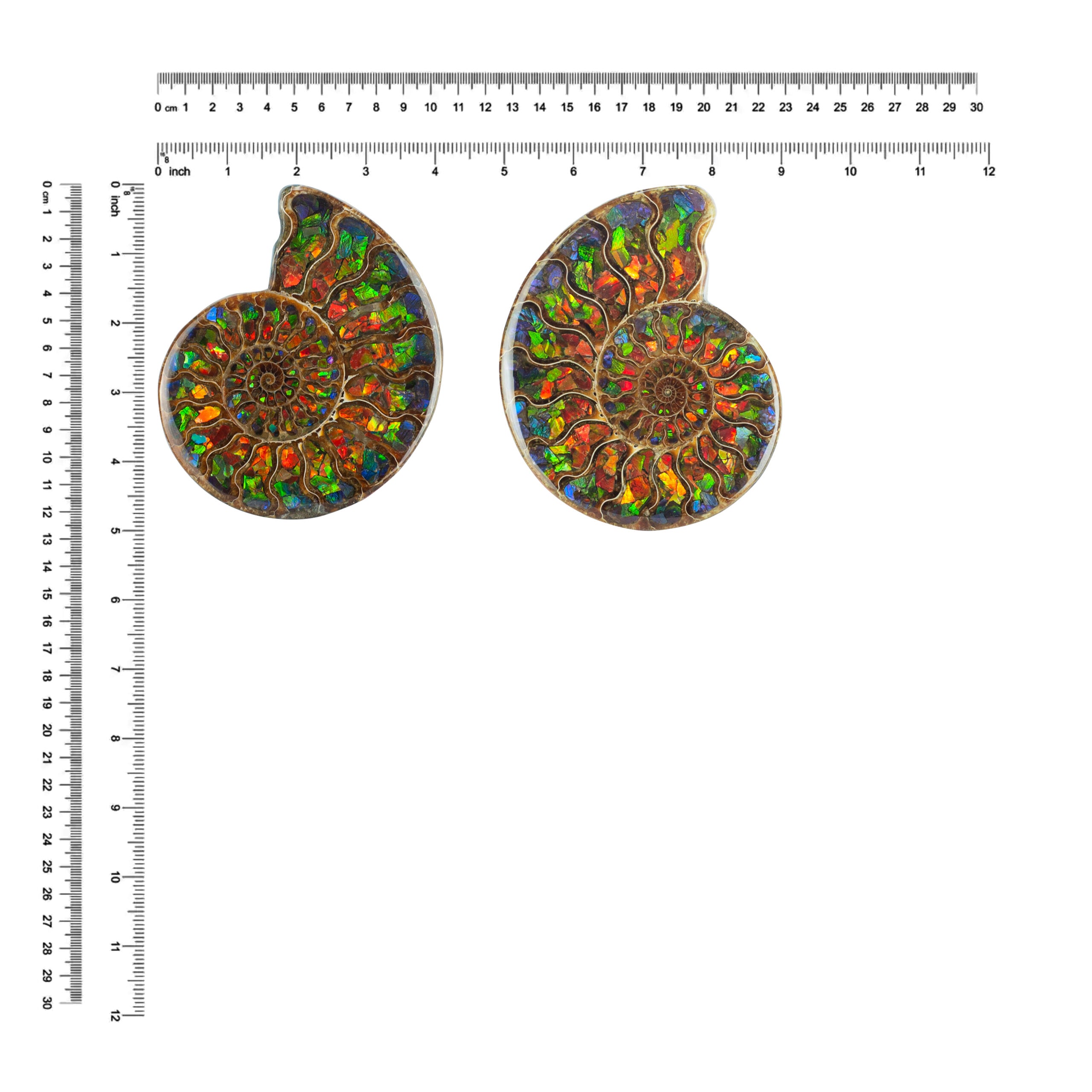 Ammonite with Ammolite Inlay 12-13 cm