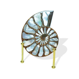 Ammonite with Mother of Pearl Inlay 6-7 cm