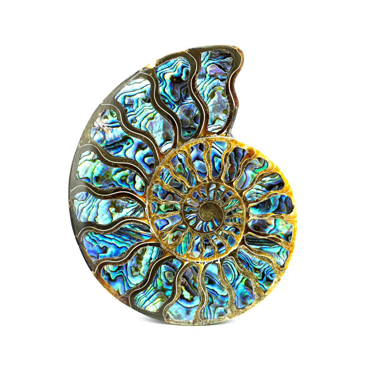 Ammonite with Abalone inlay 12-13cm