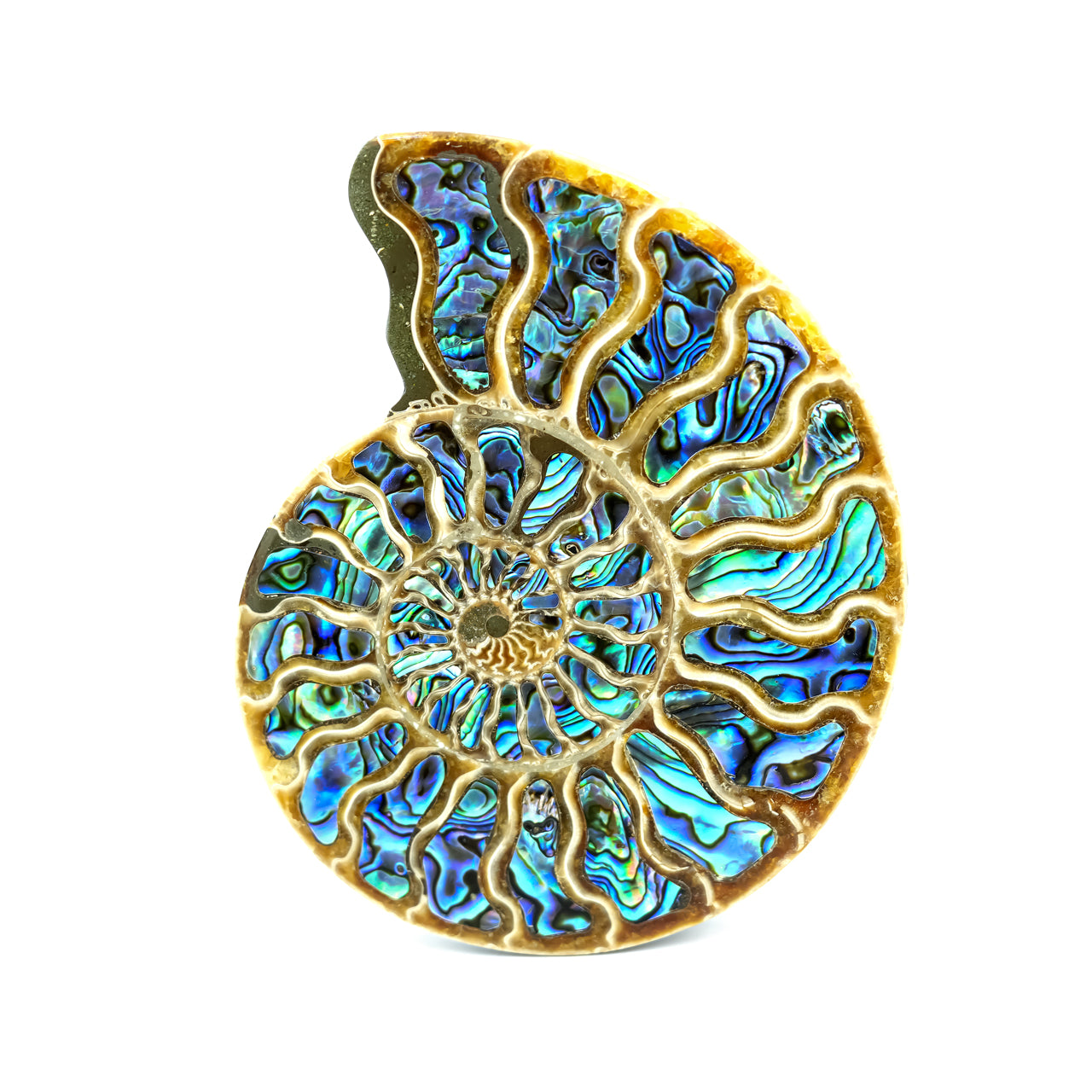 Ammonite with Abalone inlay 12-13cm