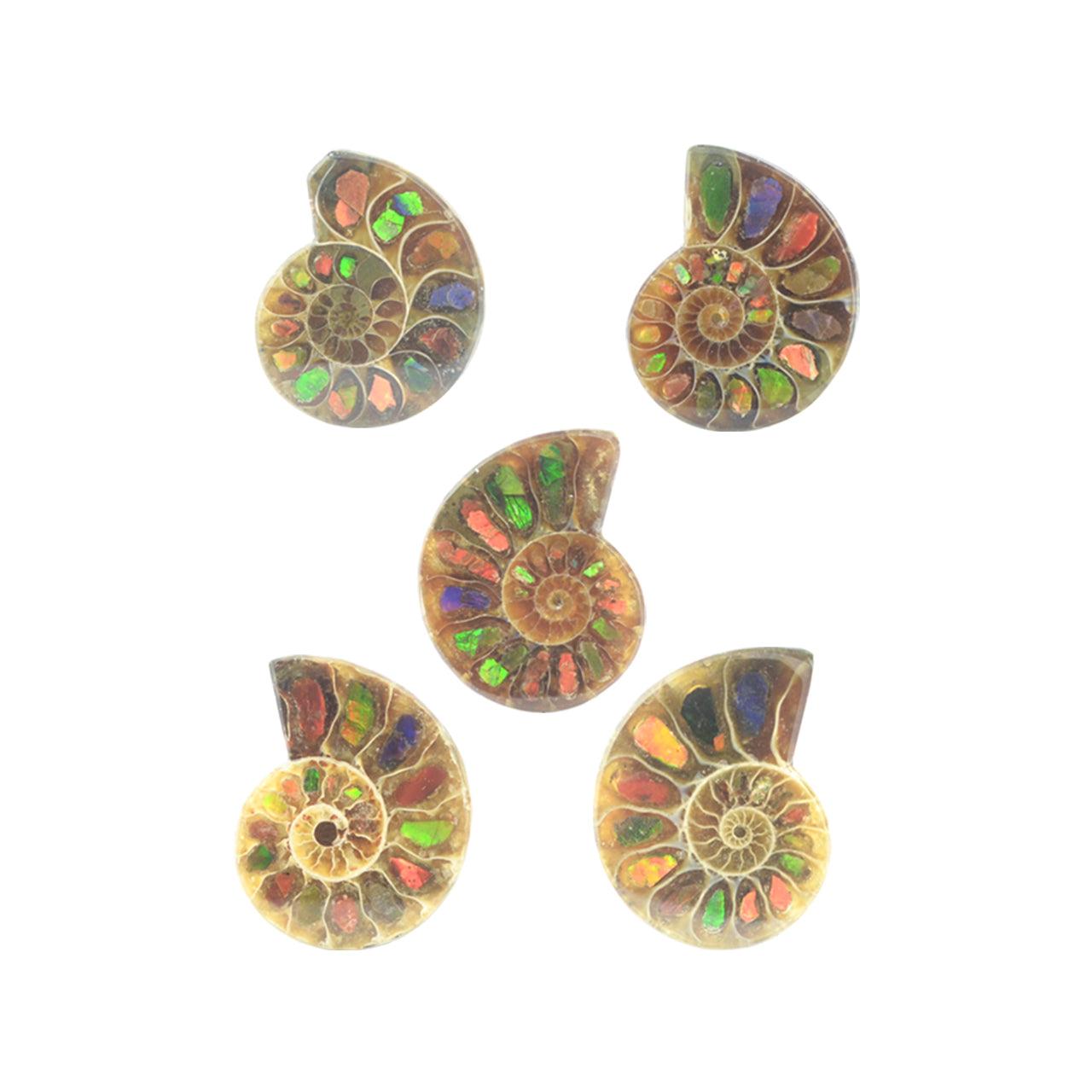 Ammonite with Ammolite Inlay 20-22 pcs