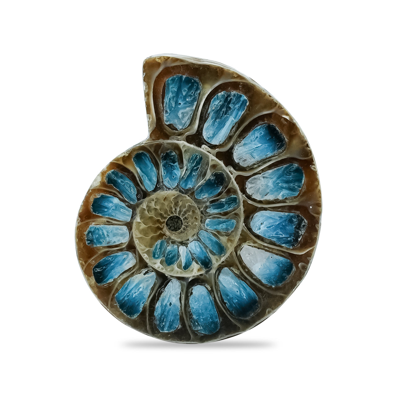 Ammonite Half with Blue Ice Glacierite Inlay Cabochon 33-36