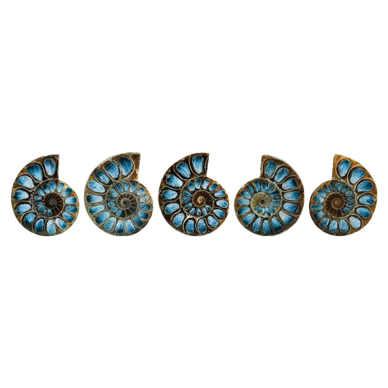 Ammonite Half with Blue Ice Glacierite Inlay Cabochon 33-36