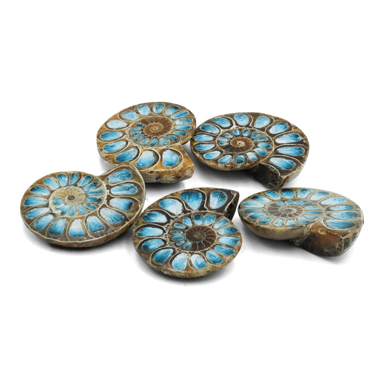 Ammonite Half with Blue Ice Glacierite Inlay Cabochon 33-36