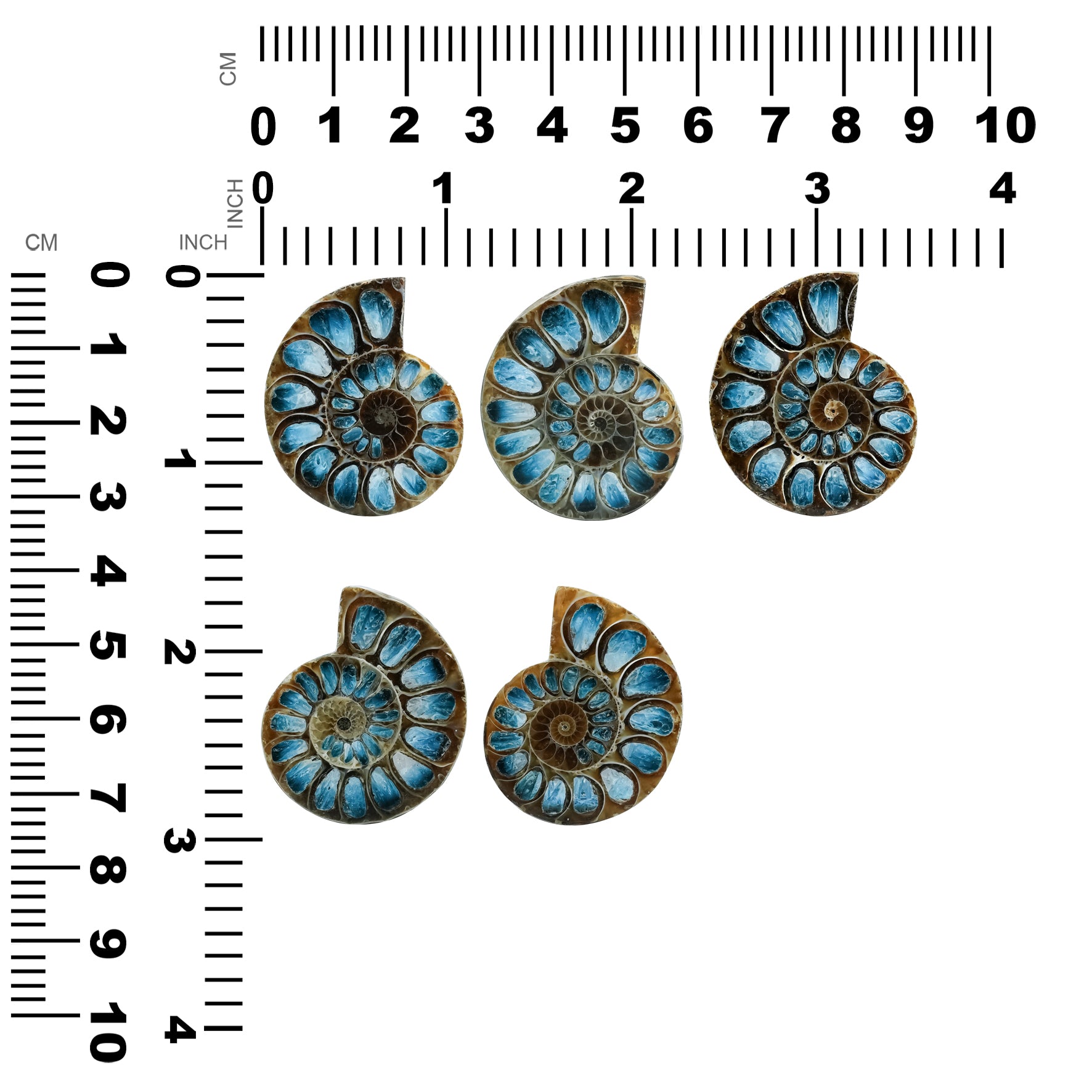 Ammonite Half with Blue Ice Glacierite Inlay Cabochon 33-36