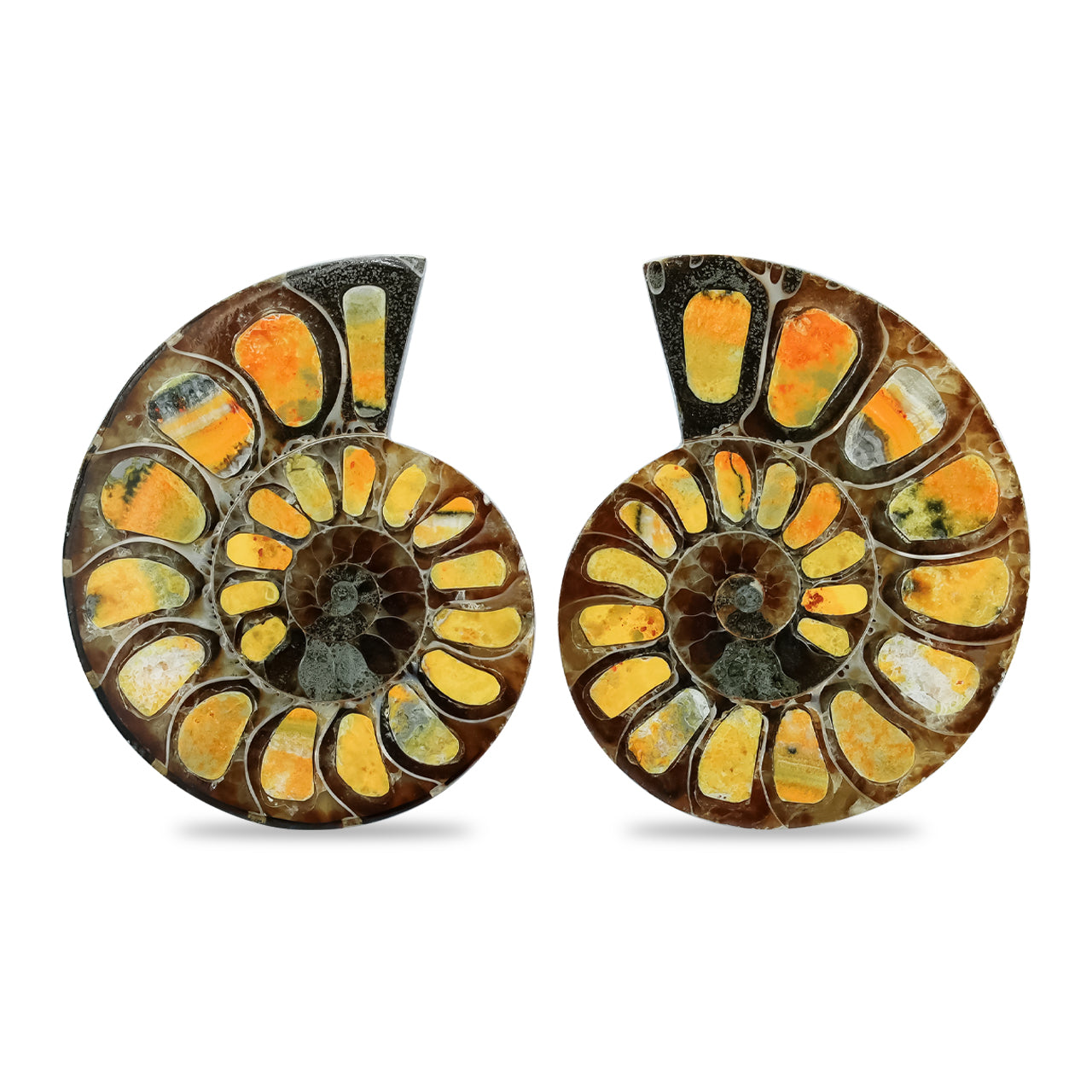 Half Ammonite with Bumblebee Jasper Inlay Cabochon 30-34 mm