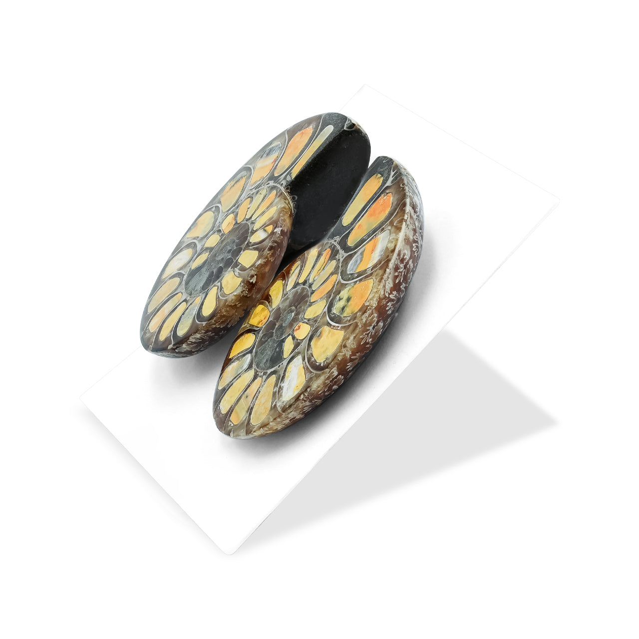 Half Ammonite with Bumblebee Jasper Inlay Cabochon 30-34 mm