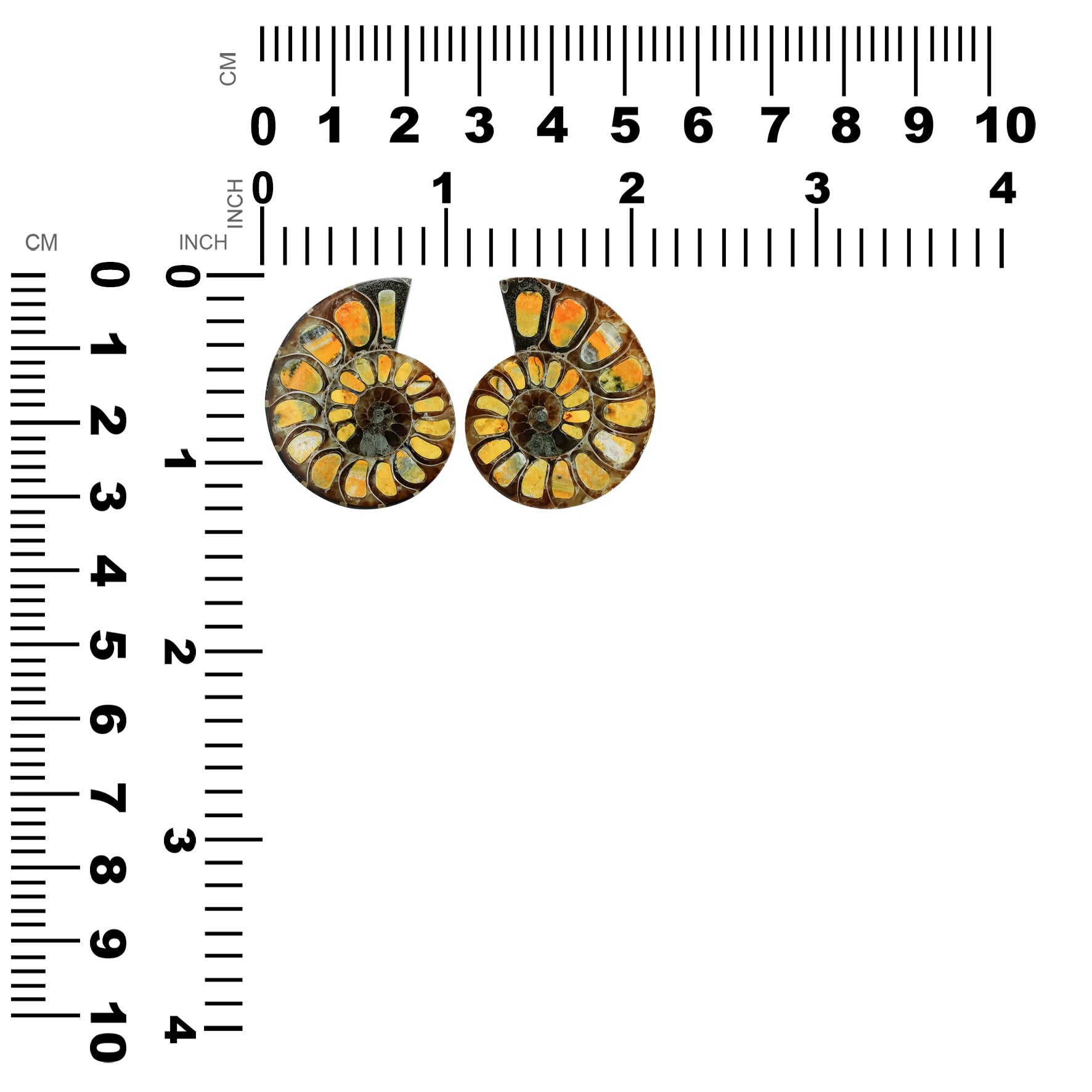 Half Ammonite with Bumblebee Jasper Inlay Cabochon 30-34 mm