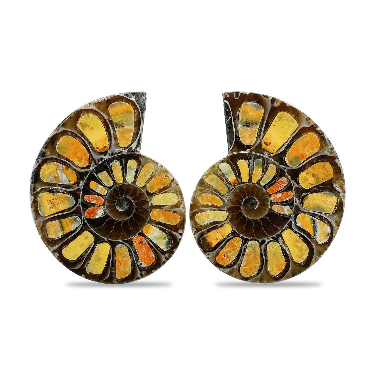 Half Ammonite with Bumblebee Jasper Inlay Cabochon 25-29 mm