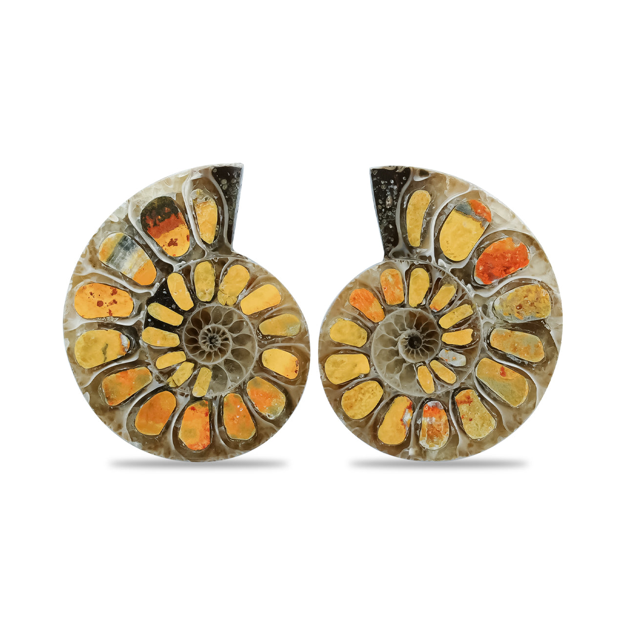 Half Ammonite with Bumblebee Jasper Inlay Cabochon 25-29 mm
