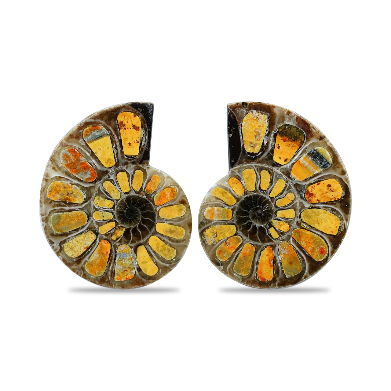 Half Ammonite with Bumblebee Jasper Inlay Cabochon 25-29 mm