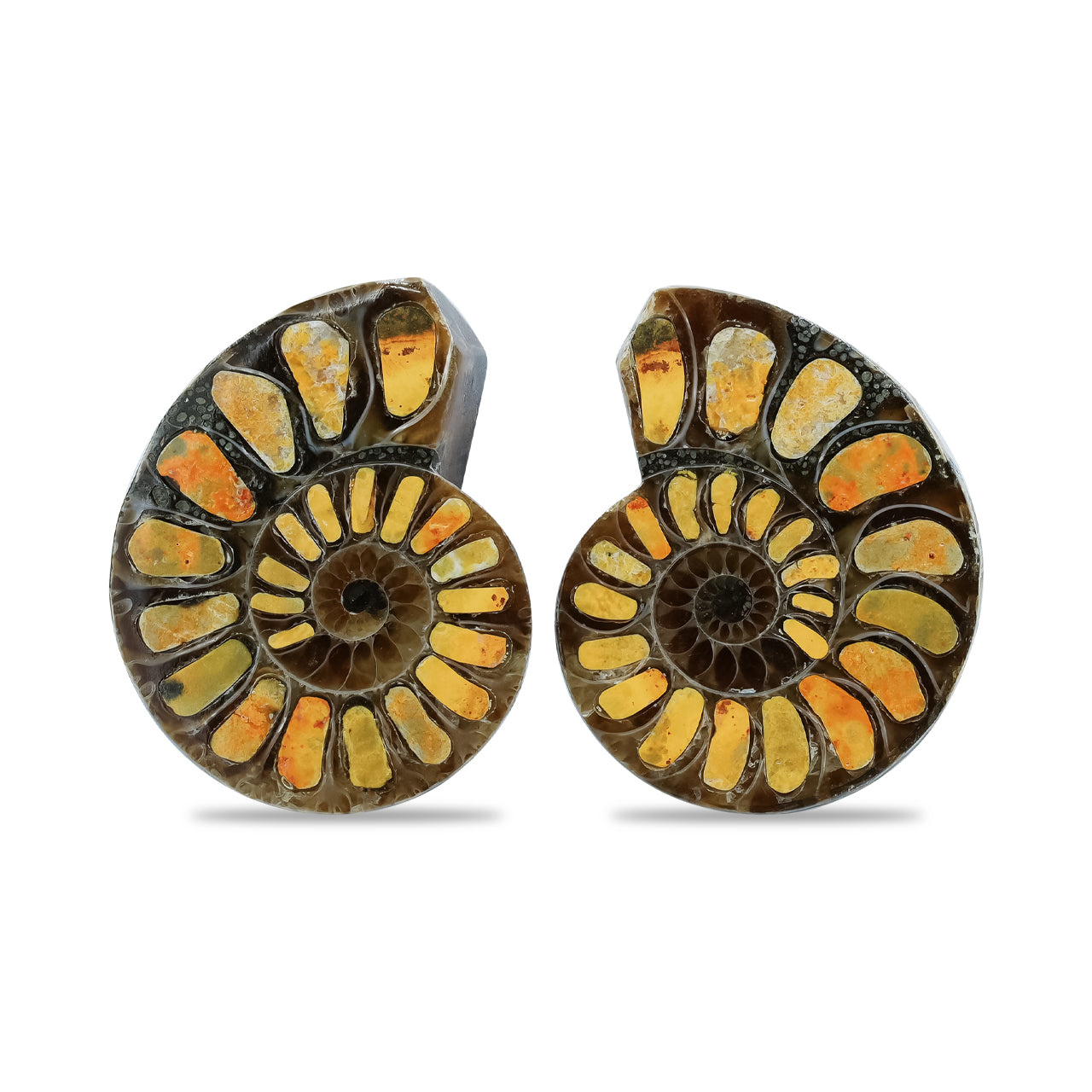 Half Ammonite with Bumblebee Jasper Inlay Cabochon 25-29 mm
