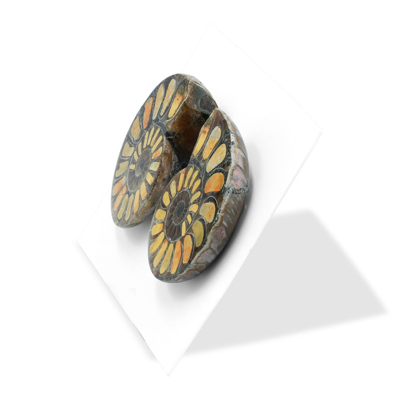 Half Ammonite with Bumblebee Jasper Inlay Cabochon 25-29 mm