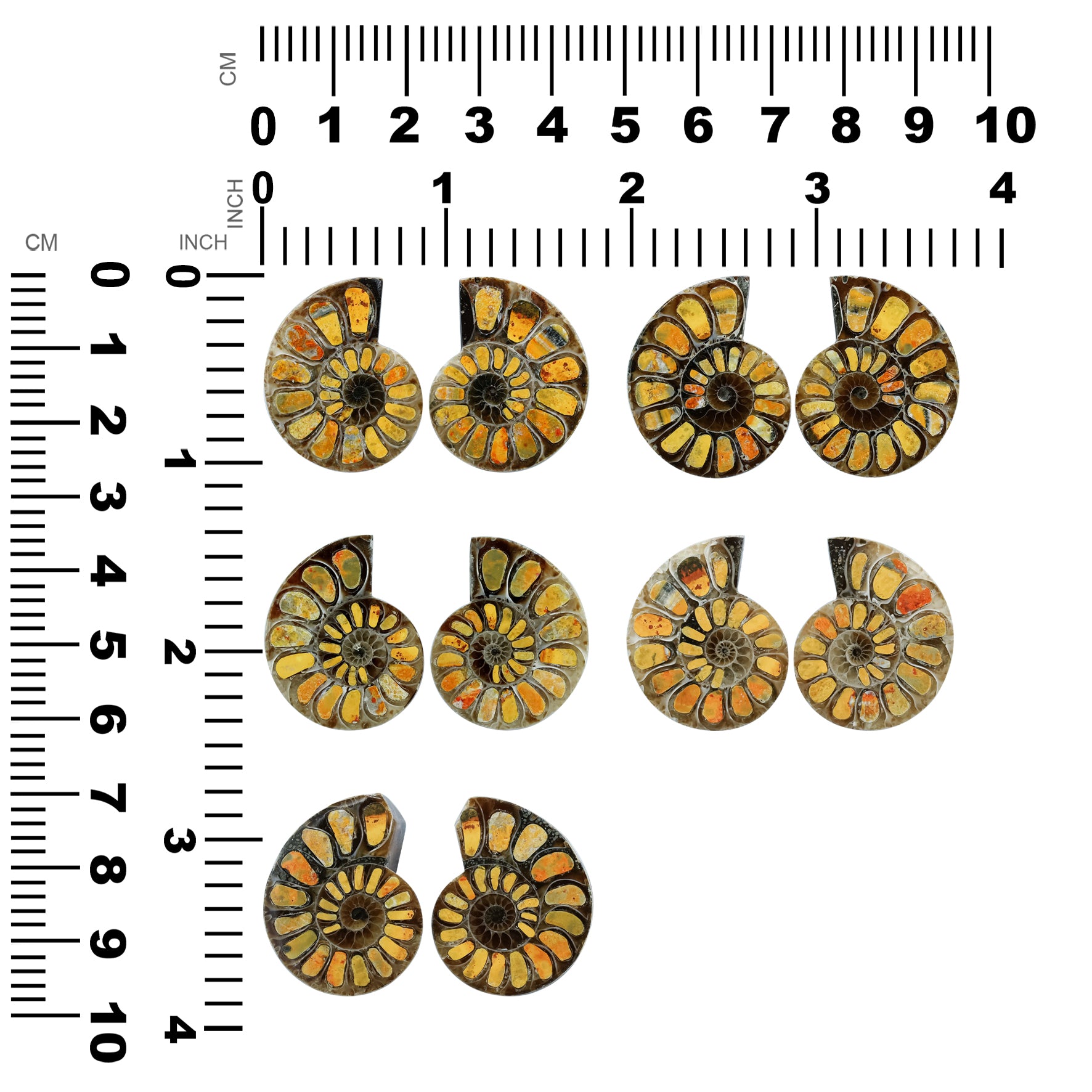 Half Ammonite with Bumblebee Jasper Inlay Cabochon 25-29 mm