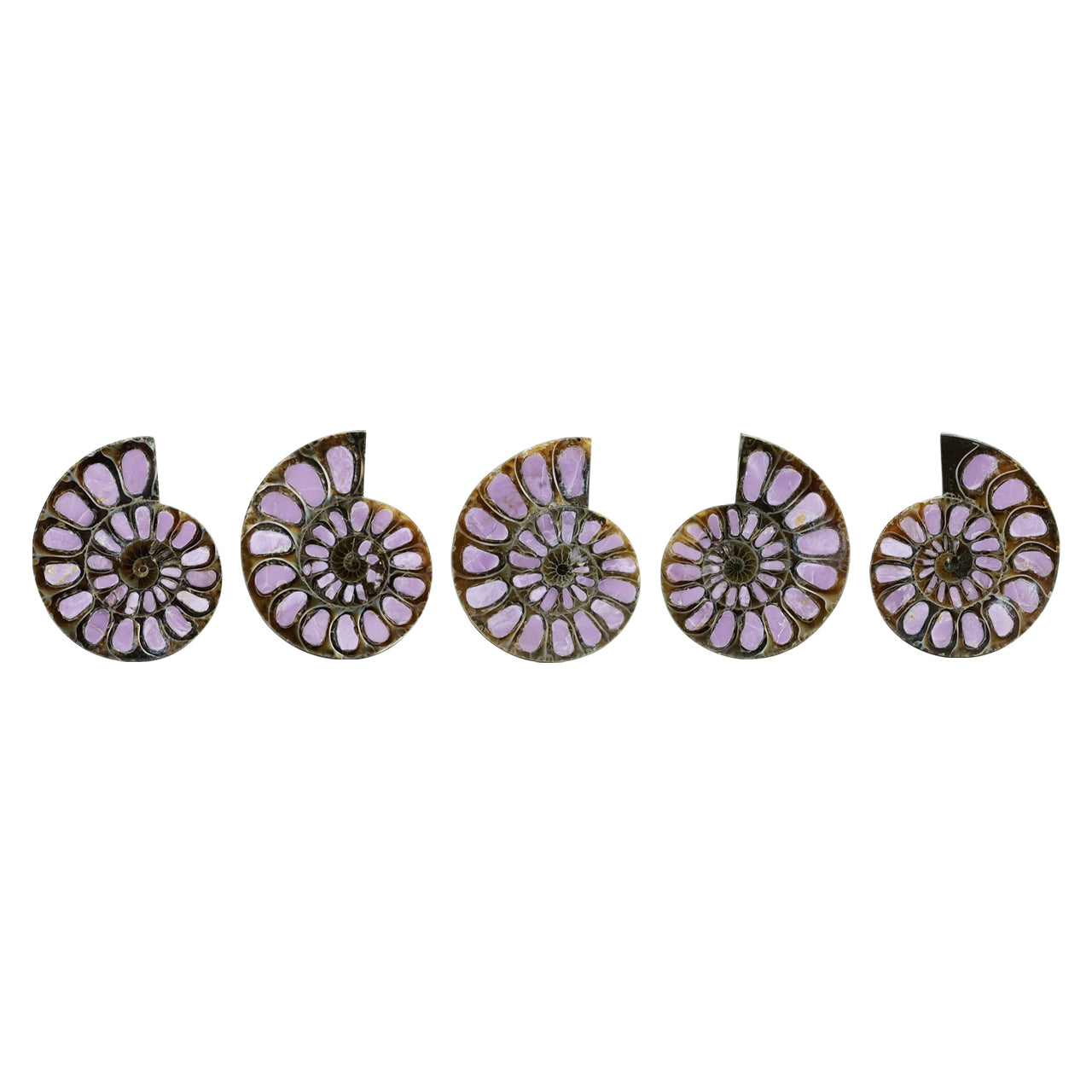 Ammonite with Phosphosiderite Inlay 33-36mm