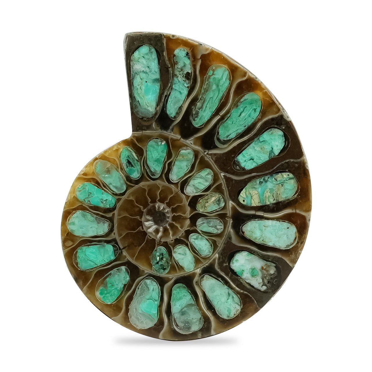 Ammonite with Smithsonite Inlay