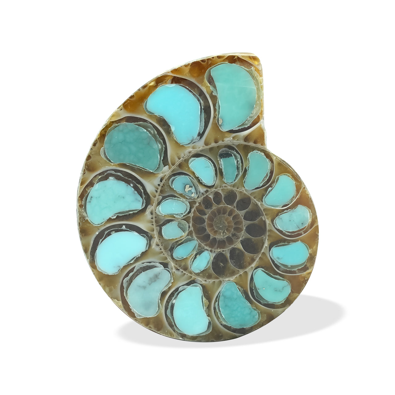 Ammonite with Turquoise 29-30mm
