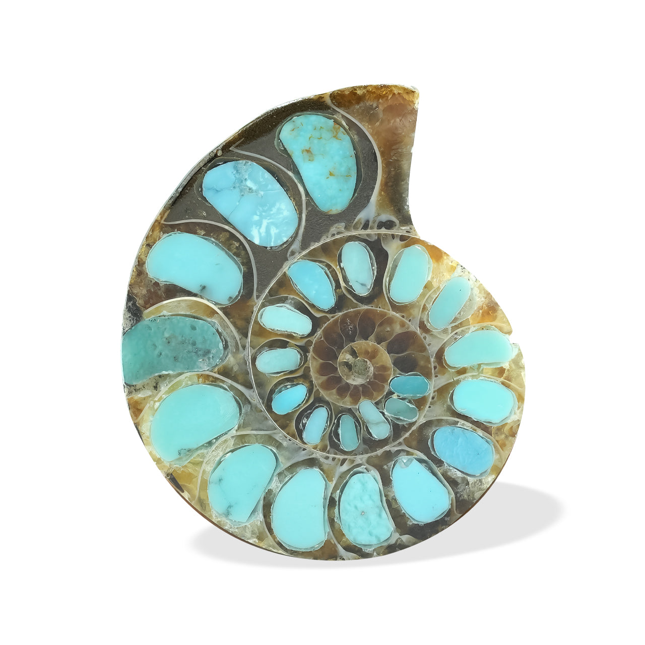 Ammonite with Turquoise 29-30mm