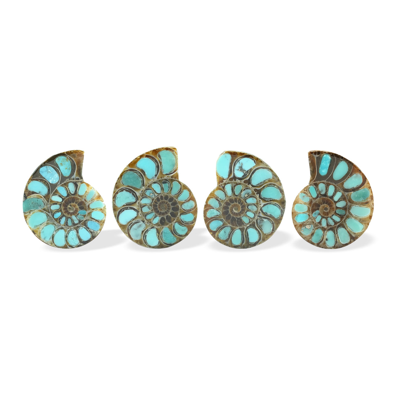 Ammonite with Turquoise 29-30mm