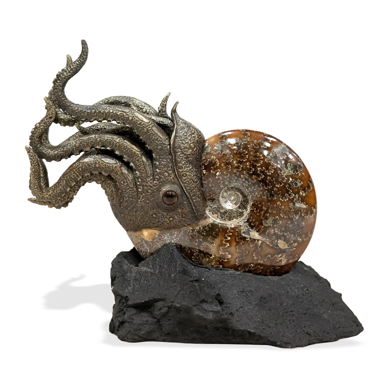 Ammonite Nautilus with its lava stone 20 cm in height.