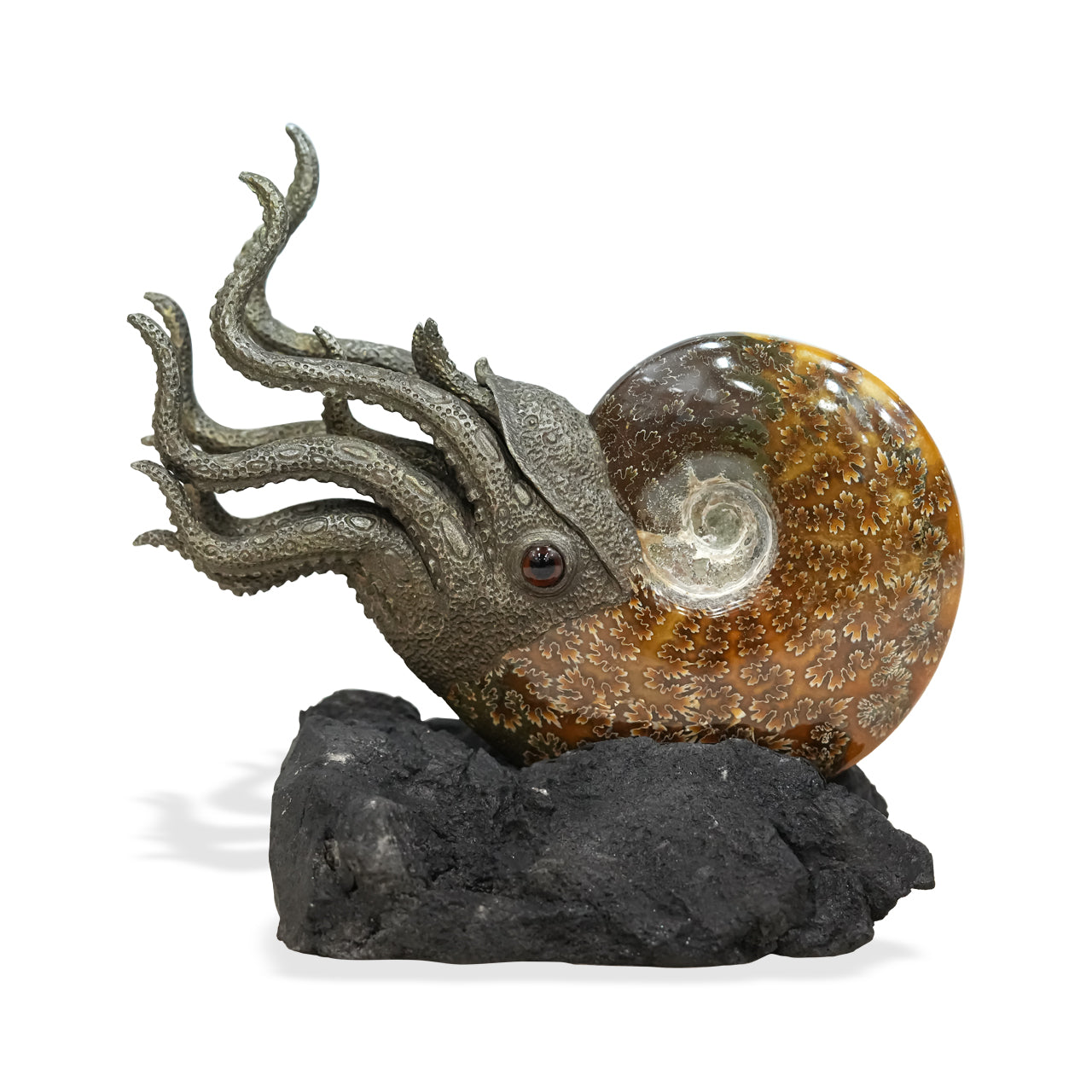 Ammonite Nautilus with its lava stone 20 cm in height.