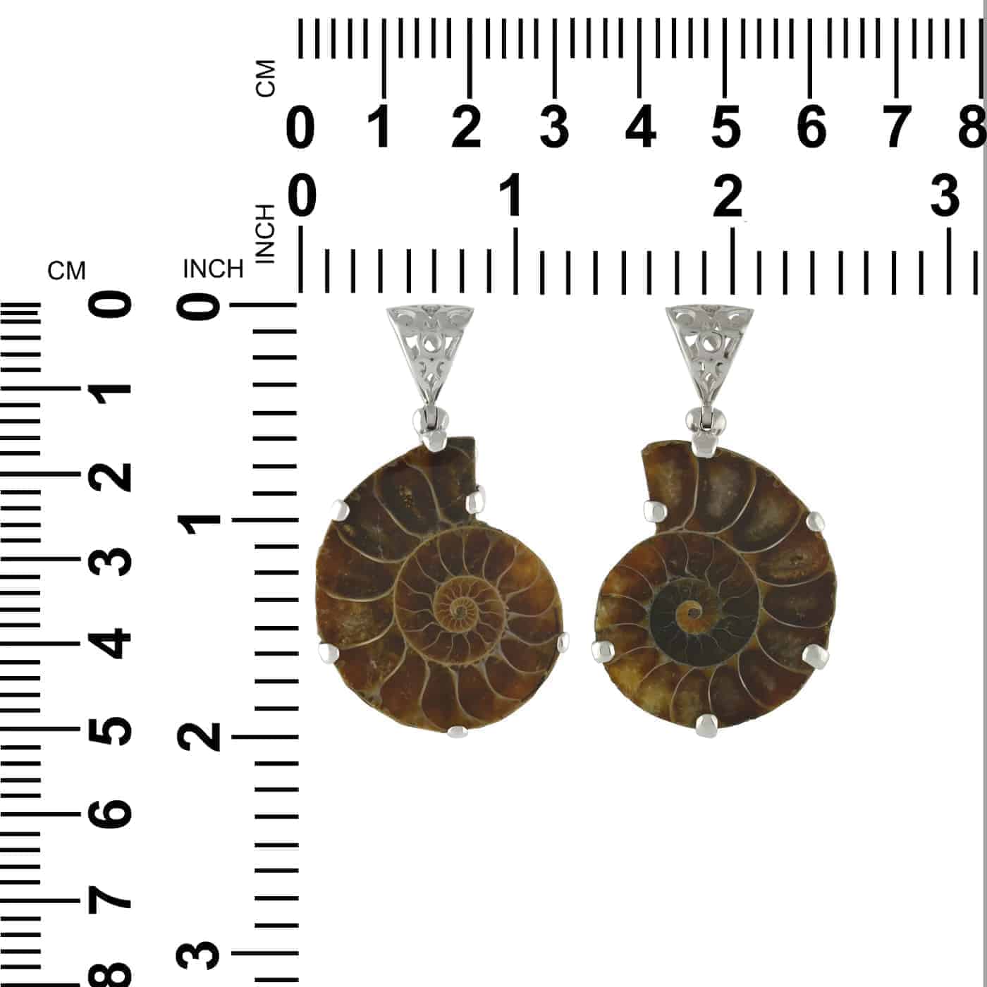 CAMMPE003.6
