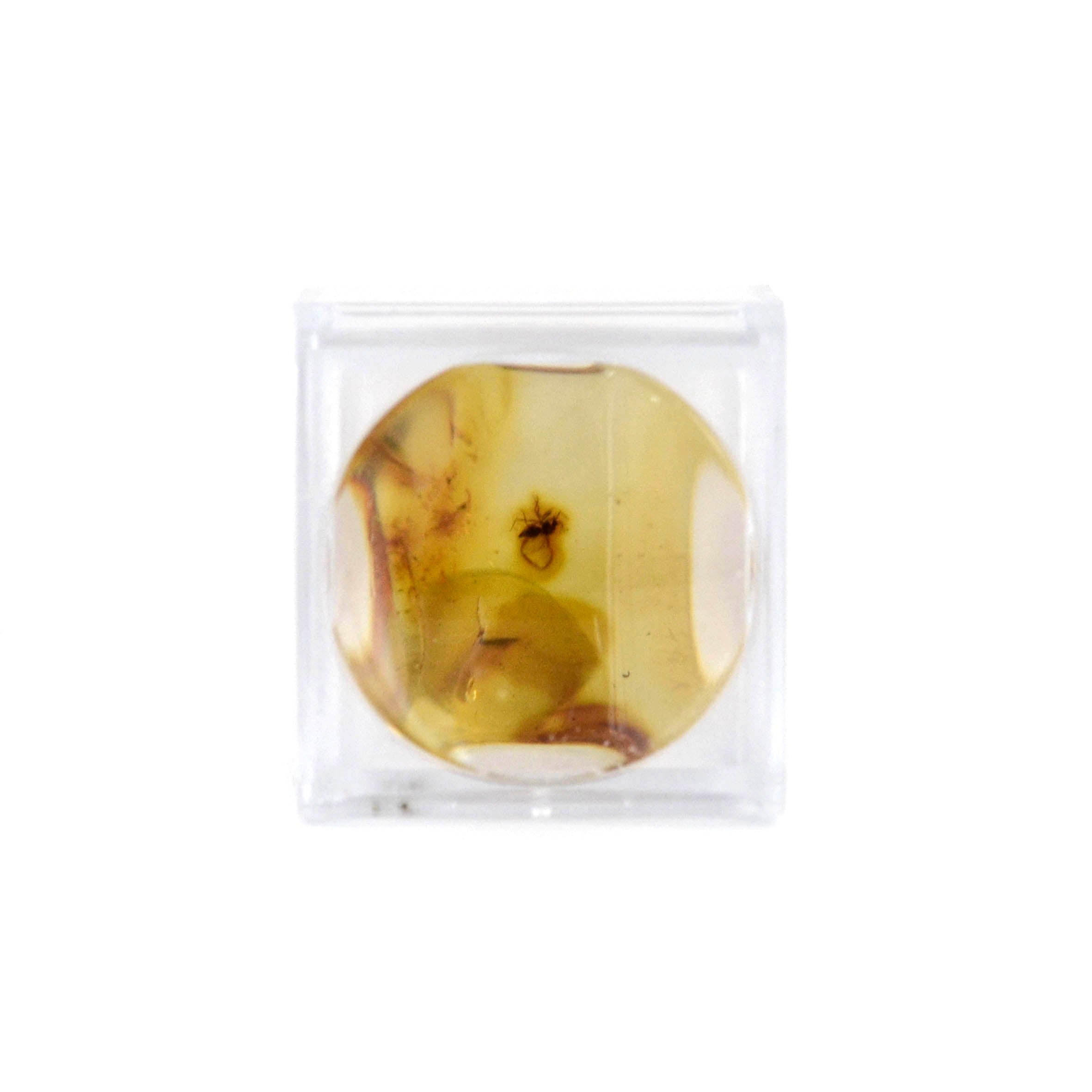 Baltic Amber with Insects Inclusion