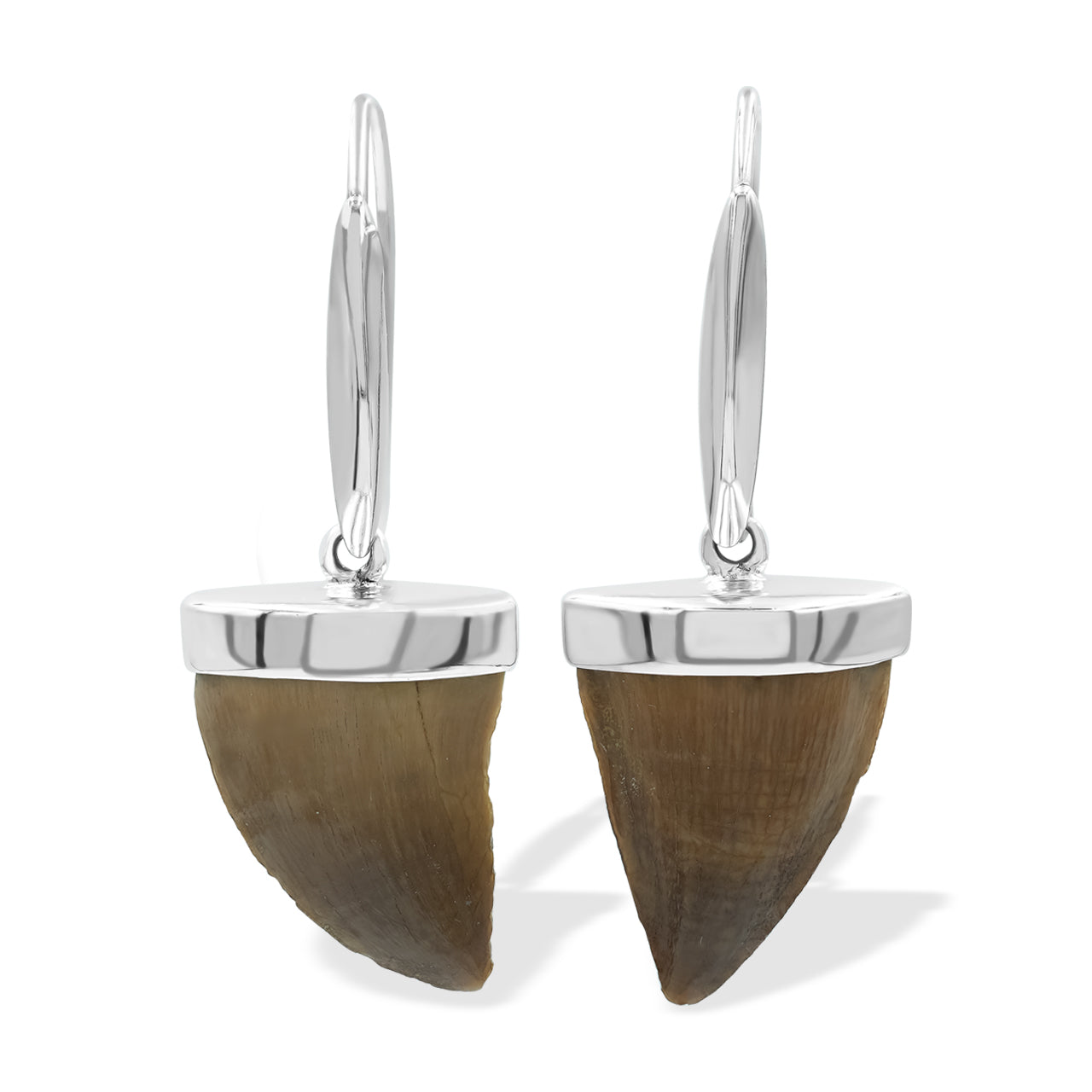 Fossil Mossasaurus Tooth Earrings