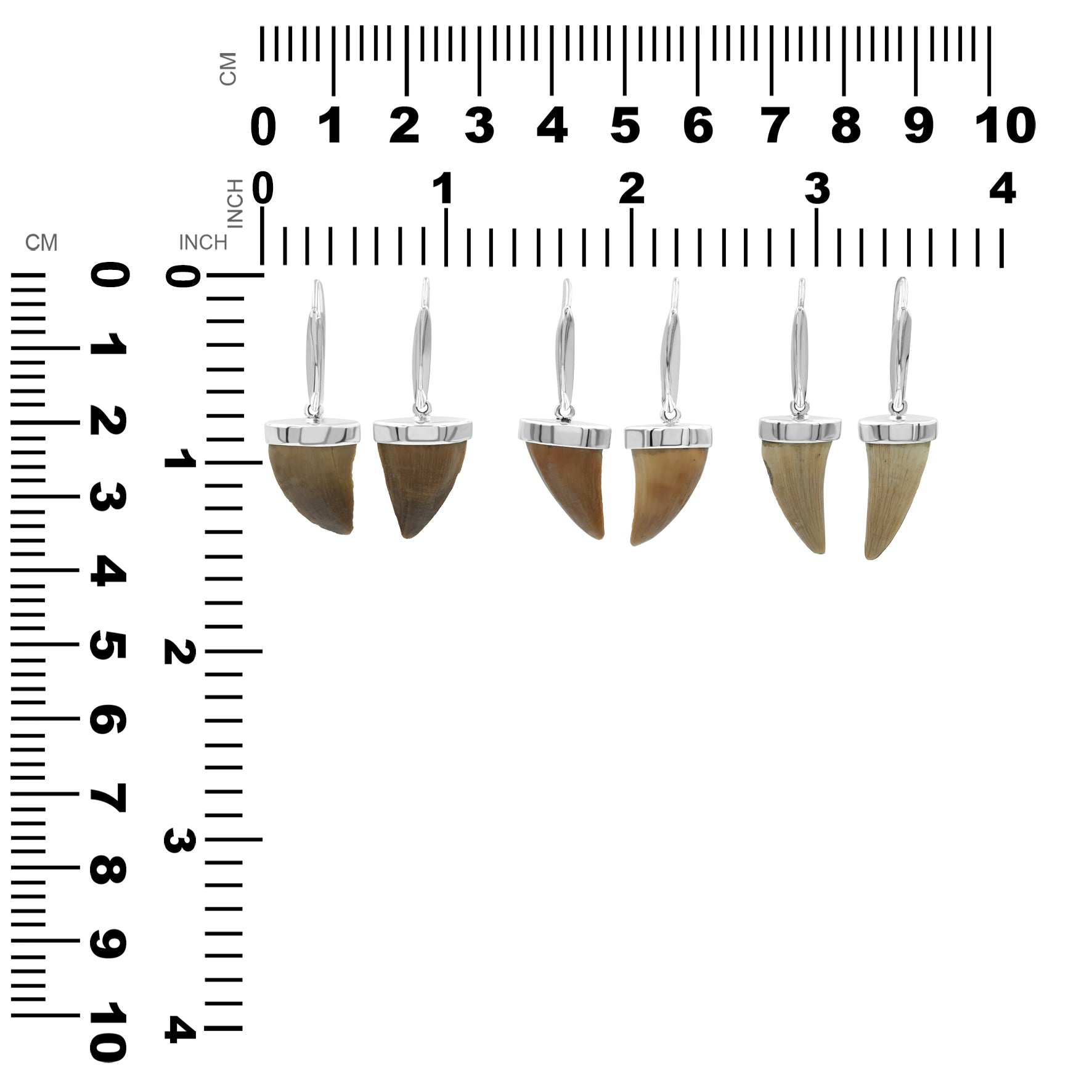 Fossil Mossasaurus Tooth Earrings