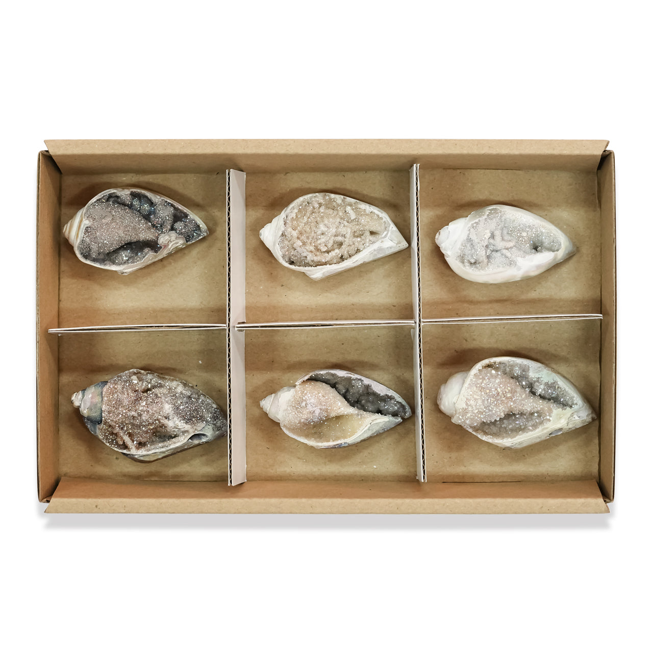 Fossilized Drusy Shell