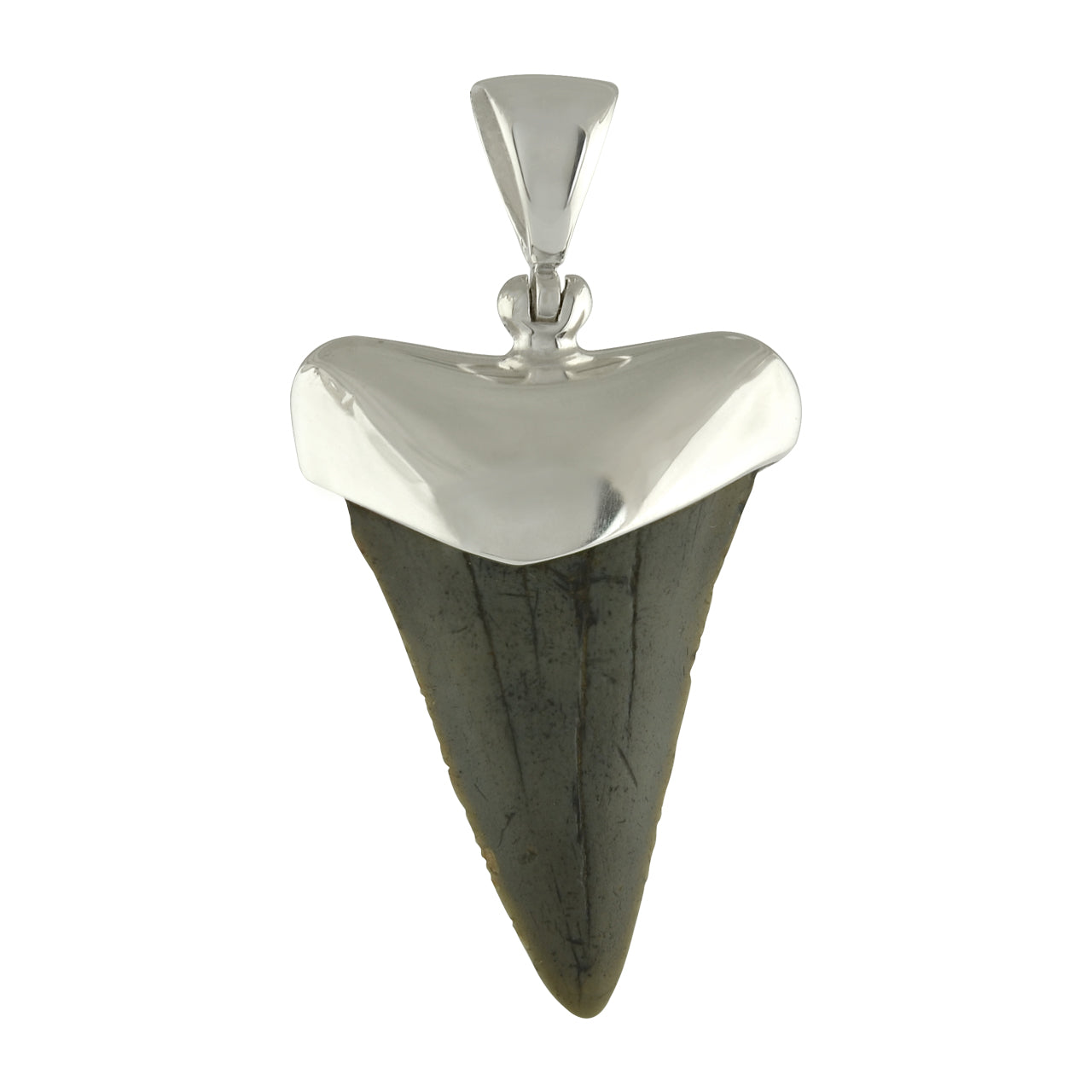 Fossil Shark Tooth Pendant