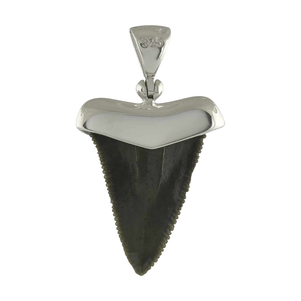 Fossil Shark Tooth Pendant
