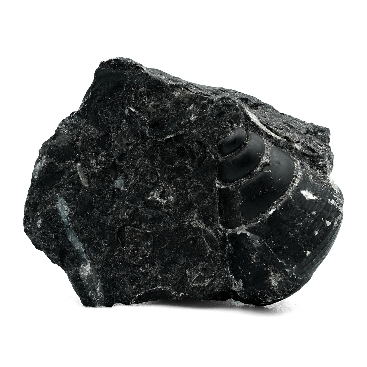 One of a Kind Item Fossil Sea Shell