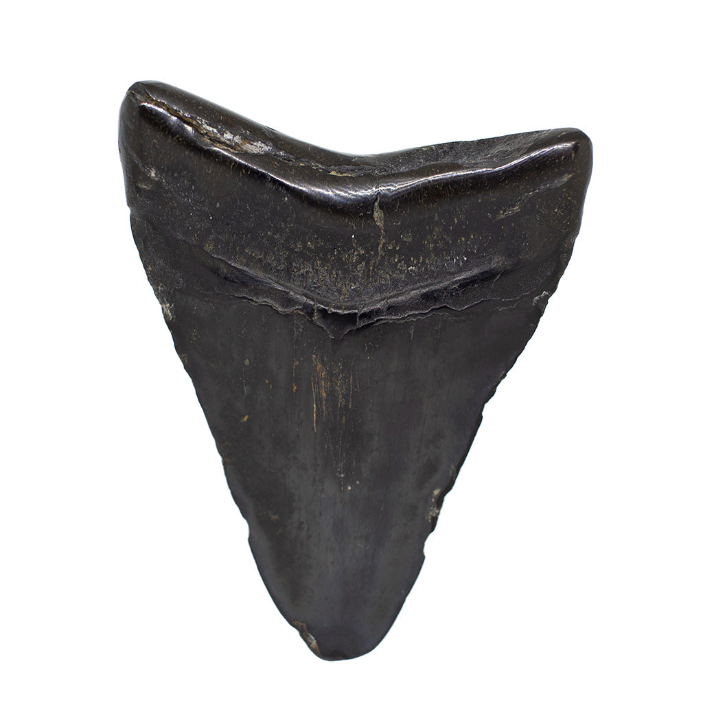 Fossil Megalodon Shark Tooth Specimen