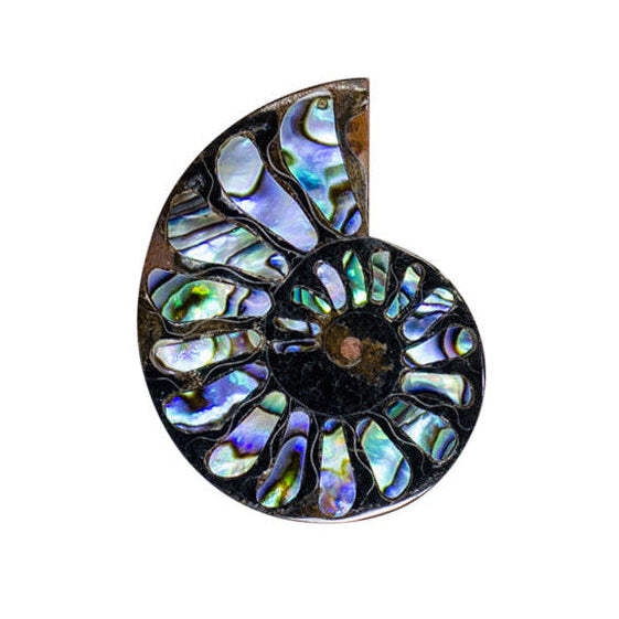 Ammonite with Abalone Shell Inlay Cabochon